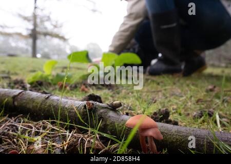 Alimentation dans la forêt en portant des bottes wellington, des champignons qui poussent dans l'index. New Forest, Hampshire, Angleterre, Royaume-Uni Banque D'Images