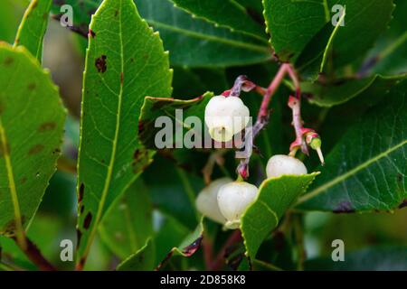 Fraise (Arbutus unedo) Banque D'Images