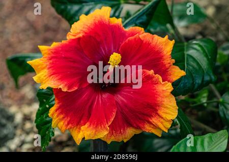Hibiscus Rosa-sinensis rouge orangé en fleurs, avec fond de feuilles vertes, vue rapprochée Banque D'Images