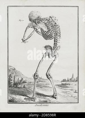 Anatomie - gravure de squelette - de Humani Corporis Fabrica (sur le tissu du corps humain) 1543 par Andreas Vesalius. Banque D'Images