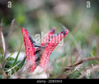 Les archeri de Clathrus, communément appelés poulpe, champignon squameuse, ou les doigts du diable émergeant d'un œuf subérant. New Forest, Angleterre. Banque D'Images