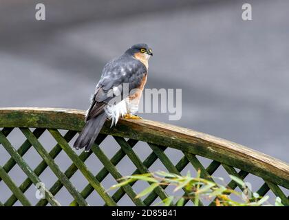 Sparrowhawk (Accipiter nisus) assis sur ma clôture de jardin pour la chasse aux petits oiseaux. Banque D'Images