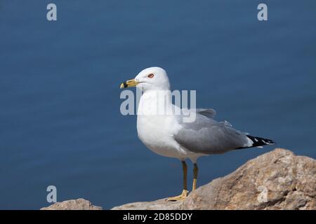 Dans son plumage reproducteur, une tête blanche enneigée et une peau rouge vif autour de ses yeux, un goéland à bec cerclé pose sur une roche à côté d'un lac. Banque D'Images