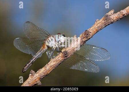 Un abdomen bleu, vert et brun yeux métalliques ailes teinté bleu définir une libellule dasher. Elle repose sur une branche en plein ciel bleu. Banque D'Images