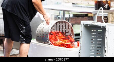 Le cuisinier d'un restaurant à Port Clyde Maine cuisine Des homards du Maine frais et les verser dans un bac pour les serveuses à choisir pour leur crème Banque D'Images