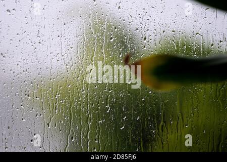 Pluie sur la fenêtre douleur sur une journée humide et sombre. Photo de haute qualité Banque D'Images