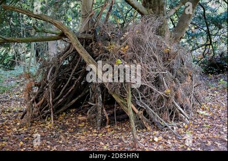 bois de sapin en branches et brindilles, blickling, norfolk, angleterre Banque D'Images