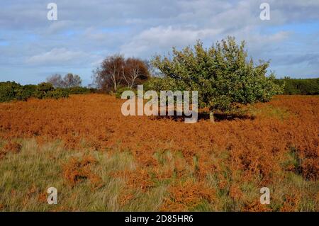 santé de grand standing, nord de norfolk, angleterre Banque D'Images