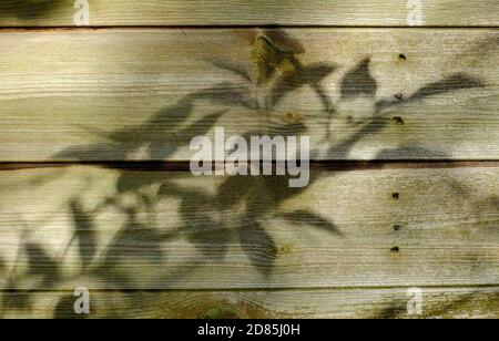 ombre d'une branche d'arbre sur le mur de l'abri de jardin en bois, norfolk, angleterre Banque D'Images