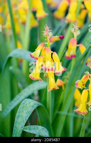 Lachenalia quadricolor. Fleur opale de quatre couleurs. Lachenalia aloides variété quadricolor Banque D'Images