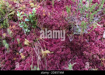 Red Sphagnum Moss (Sphagnum capillifolium), réserve naturelle nationale de Ben dix-huit, Kinlochewe, Highland, Écosse, Royaume-Uni Banque D'Images