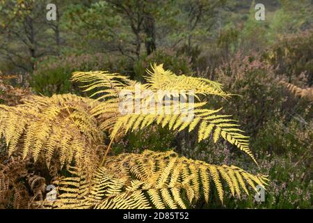 Vue rapprochée des frondes de Bracken (Pteridium aquilinum) dans la réserve naturelle nationale de Ben dix-huit, Kinlochewe, Highland, Écosse, Royaume-Uni Banque D'Images
