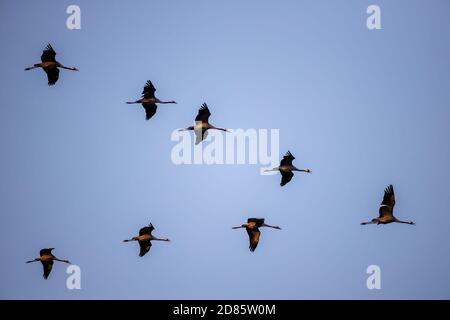 Linum, Allemagne. 10 octobre 2020. Un troupeau de grues vole à son roost dans la soirée. La zone autour de Linum est considérée comme l'un des plus grands endroits de repos de grue en Europe. Jusqu'à 80000 oiseaux ont déjà été dénombrés ici en automne. Crédit: Ingolf König-Jablonski/dpa-Zentralbild/ZB/dpa/Alay Live News Banque D'Images