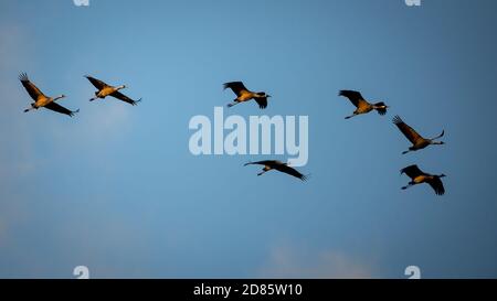 Linum, Allemagne. 10 octobre 2020. Un troupeau de grues vole à son roost dans la soirée. La zone autour de Linum est considérée comme l'un des plus grands endroits de repos de grue en Europe. Jusqu'à 80000 oiseaux ont déjà été dénombrés ici en automne. Crédit: Ingolf König-Jablonski/dpa-Zentralbild/ZB/dpa/Alay Live News Banque D'Images