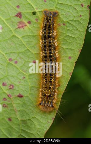 Chenille de Moth Drinker (Euthrix potoria) sur une feuille de Dock Banque D'Images