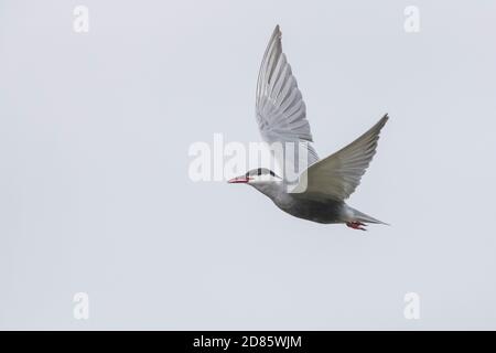 Sterne à moustaches (Chlidonias hybrida), adulte en vol, Campanie, Italie Banque D'Images