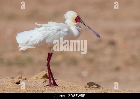 African Spoonbill (Platalea alba), vue latérale d'un adulte debout au sol, Cap occidental, Afrique du Sud Banque D'Images