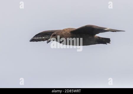 Brown Skua (Stercorarius antarcticus), vue latérale d'un individu en vol, Cap occidental, Afrique du Sud Banque D'Images