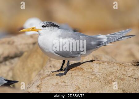 Swift Tern (Thalasseus bergii), adulte en plumage d'hiver perché sur un rocher, cap occidental, Afrique du Sud Banque D'Images