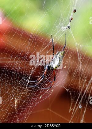 La grande araignée femelle Nephila madagascariensis dans son réseau Banque D'Images