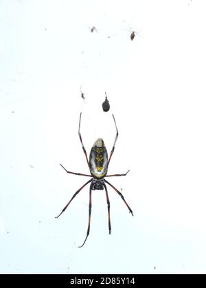 La grande araignée femelle Nephila madagascariensis dans son réseau Banque D'Images
