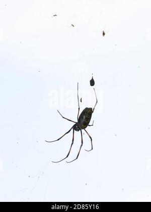 La grande araignée femelle Nephila madagascariensis dans son réseau Banque D'Images