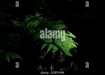 fougère à la lumière du soleil sur fond sombre, libellule noire cachée Banque D'Images