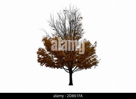 Arbre en automne isolé sur un fond blanc Banque D'Images