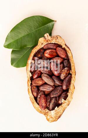 Fèves de cacao fraîchement torréfiées dans une gousse avec des feuilles du dessus. Banque D'Images