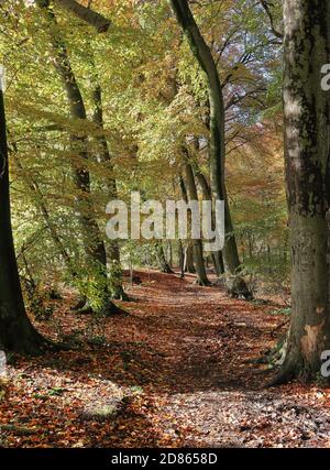 Scène de la forêt d'automne dans les collines Chiltern à Buckinghamshire, Royaume-Uni, avec des arbres de Beech bordant une piste en plein soleil Banque D'Images