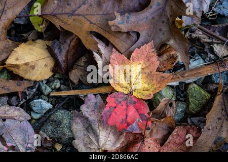 Gros plan de vieilles feuilles vieillissantes qui sont tombées d'un arbre sur le sol pendant la saison d'automne Banque D'Images