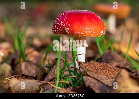 Gros plan sur l'Amanita muscaria (champignon agarique Fly), le mycète emblématique poussant sur le sol boisé dans le Wiltshire, au Royaume-Uni Banque D'Images
