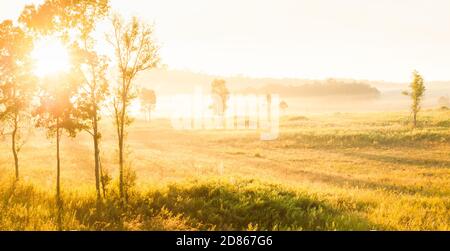 Le lever du soleil brille à travers les arbres tropicaux sur la brume et la prairie dorée, paysage d'été tranquille. Banque D'Images