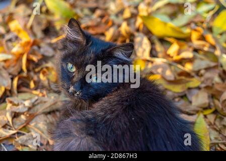 petit chaton noir de rue malade avec la rhinite, assis sur les feuilles jaunes d'automne. Rhinite chez les chats, maladies virales et allergiques chez les animaux à l'automne Banque D'Images