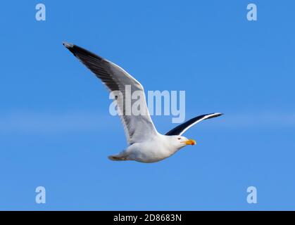 Grand Mouette à dos noir (Larus marinus) en hiver, plumage volant contre le ciel bleu au printemps à West Sussex, Angleterre, Royaume-Uni. Envolez-vous avec les ailes relevées. Banque D'Images