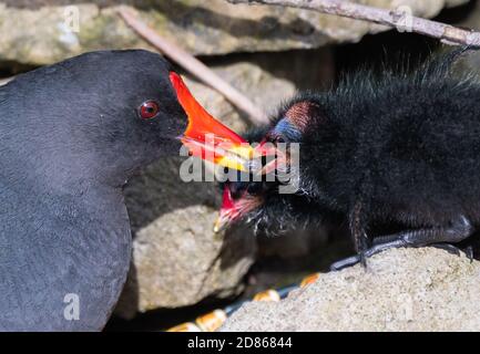 La Gallinule poule-d'eau (Gallinula chloropus) est transmis par l'alimentation un adulte poule d'au printemps dans le West Sussex, Angleterre, Royaume-Uni. Nourrir les oiseaux bec poussin. Banque D'Images