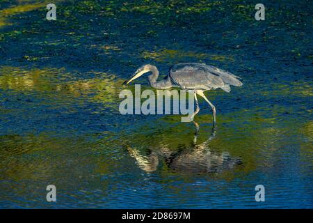 Grand héron avec poisson pêché, , Pitt-Addington Marsh, Pitt Meadows, British Banque D'Images