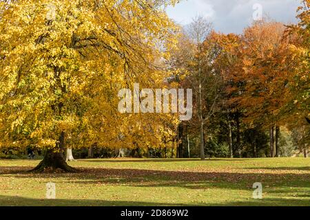 Couleur d'automne dorée dans les arbres de la maison et des jardins de Bowood, Calne, Wiltshire, Angleterre, Royaume-Uni Banque D'Images