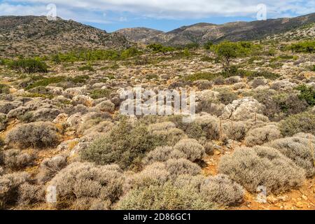 Wanderweg durch das Hochplateau zum antiken Lissos BEI Sougia, Kreta, Griechenland, Europa | sentier de randonnée à travers un plateau panoramique jusqu'à l'ancienne Banque D'Images