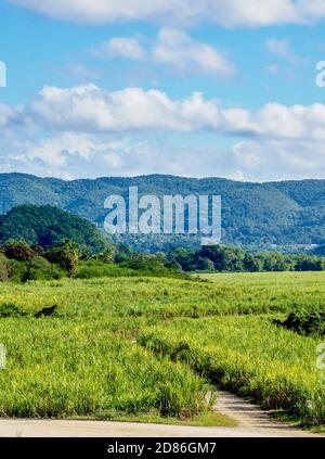 Sugar Cane Field près de l'usine de rhum Appleton Estate, Nassau Valley, paroisse de Saint Elizabeth, Jamaïque Banque D'Images