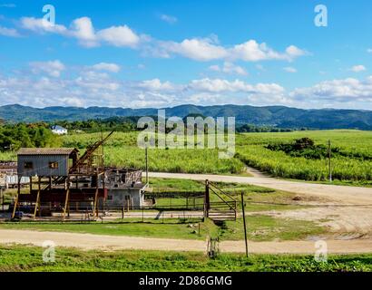 Sugar Cane Field près de l'usine de rhum Appleton Estate, Nassau Valley, paroisse de Saint Elizabeth, Jamaïque Banque D'Images
