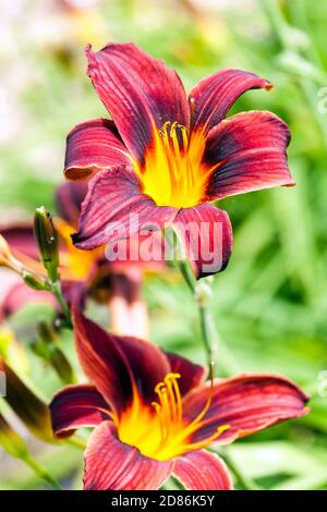 Rouge Daylily Hemerocallis 'Black Prince' Red Daylilies fleurs de jardin Banque D'Images