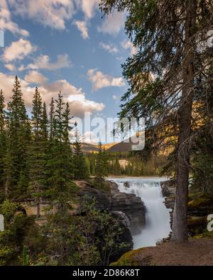 Les chutes Athabasca sont situées derrière des arbres en forêt dans le parc national Jasper, en Alberta, au Canada. Banque D'Images