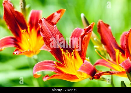 Rouge Daylilies jardin fleurs Rouge Daylily Hemerocallis charme brillant Banque D'Images