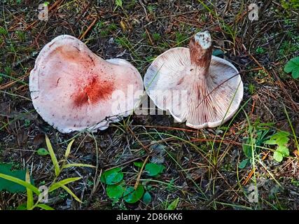 Hygrophorus russula, un grand champignon rose trouvé dans le Nord-Ouest du Pacifique. Celui-ci se trouve dans les montagnes Cascade du centre de l'Oregon. Non comestible. Banque D'Images