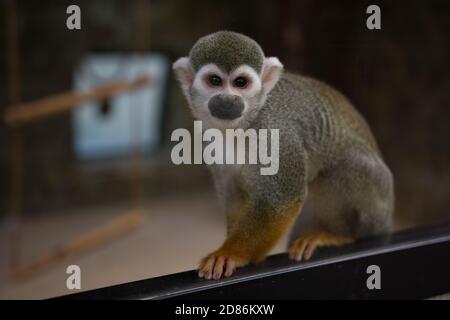 Saimiri ou singe écureuil gros plan au zoo Banque D'Images