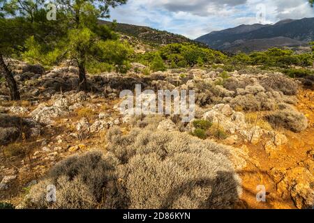 Wanderweg durch das Hochplateau zum antiken Lissos BEI Sougia, Kreta, Griechenland, Europa | sentier de randonnée à travers un plateau panoramique jusqu'à l'ancienne Banque D'Images