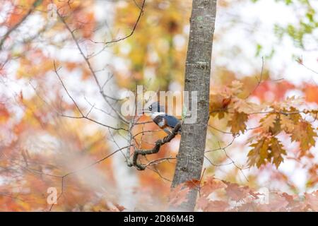 Une femme a bouté kingfisher dans un joli cadre d'automne dans le nord du Wisconsin. Banque D'Images