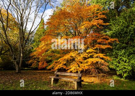 Un banc en bois dans une pièce entourée de couleurs magnifiques arbres à l'automne Banque D'Images