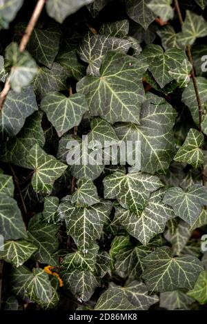 Automne avec ivy vert en Suisse Banque D'Images